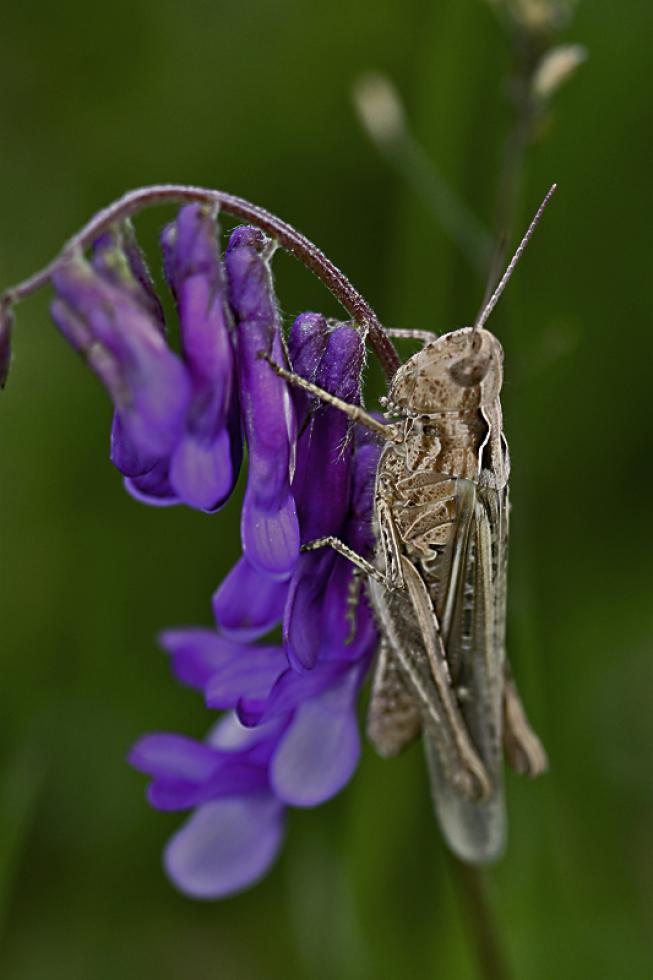 Imagen 6 de la galería de Macrofotografía